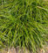 Schlangenbart - Ophiopogon japonicus - Gartenpflanze