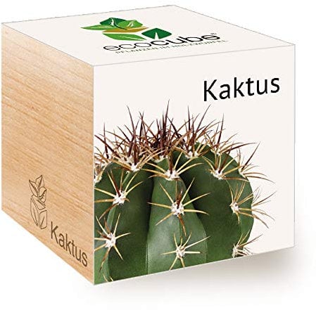 Feel Green Ecocube Kaktus, Nachhaltige Geschenkidee (100% Eco Friendly), Grow Your Own/Anzuchtset, Pflanzen Im Holzwürfel, Made in Austria