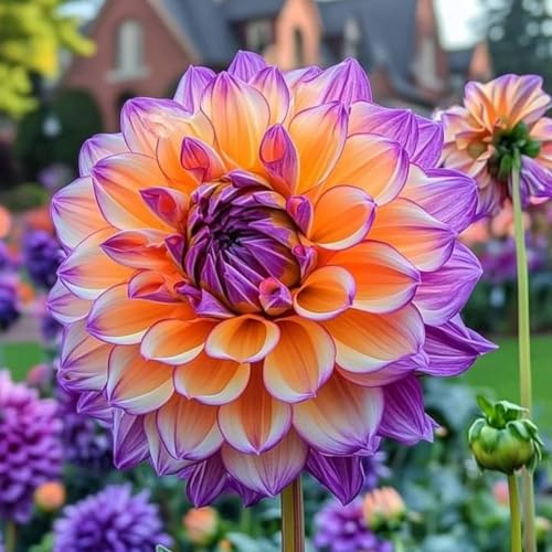Brillantes Dahlien-Rhizom, Überraschend wachsend, Winterhart Mehrjährig, Geeignet für Frühling und Herbst, Kein Gießen Erforderlich, Pflegeleicht-4 Rhizom-E