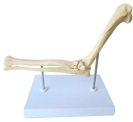 Huili Dog Ear Struktur Anatomy - Tier Organ Modell Canine Dog Ear Anatomisches Modell - Medizinische Lehre Modell für Tiergesundheit Pflege Veterinary Medical Equipment