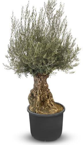 Sunnytree OLEA EUROPEA - Ulivi Bonsai, Albero d'oliva, 150 anni, 250 cm