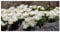 3 x Delosperma cultorum 'Jewel of Desert Moonstone' (Immergrün/Stauden/Staude/Mehrjährig/BodendeckerWinterhart) Mittagsblume/Eisblume Weiß - Funkelnd wie Mondlicht auf Sand - von Stauden Gänge