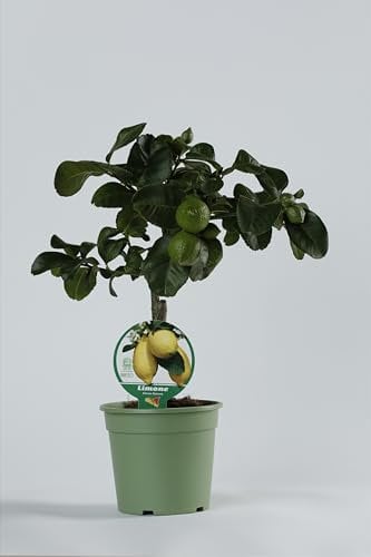 Limone Lunario Citrus Limon, Limone 4 Stagioni Pianta in Vaso ø 15 cm, Pianta Agrumi di Sicilia, Giambo' Piante