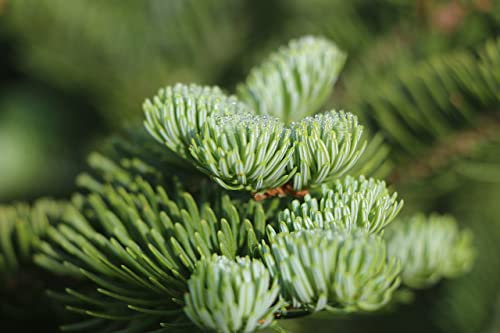 25 Semillas de Abeto Balsámico, Abeto de Canada - (Abies Balsamea)