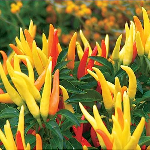 100 Unids/Bolsa Semillas de Chile Amarillo Crecimiento Rápido Natural Plántulas de Vegetales Comestibles Perennes Semillas de Vegetales de Árboles Frutales Semillas de pimiento#