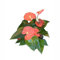 200 pcs anthurium pflanze samen - gewächshaus balkon seeds wiesensaatgut,Anthurium andraeanum,anthurium clarinervium,Flamingoblume ausgefallene geschenke indoor garten balkon deko