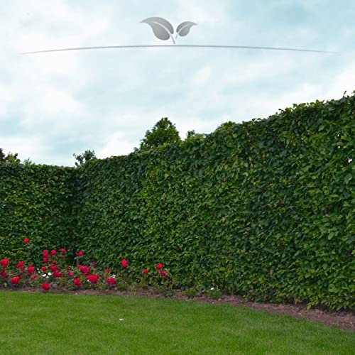 Gardline - Hainbuche Carpinus betulus 150-175 cm. 10-500 Buchen. Winterharte Heckenpflanzen - 10 St. (ca. 2 Meter)