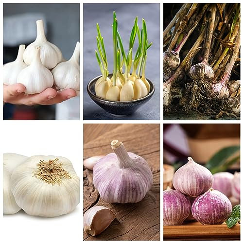 9 pcs Knoblauchzwiebeln/Pflanzknoblauch Winterhart Zwiebeln gemüsebeet balkon Steckknoblauch Frühjahr balkongemüse gewächshaus balkon bodendecker winterhart mehrjährig gartenpflanzen