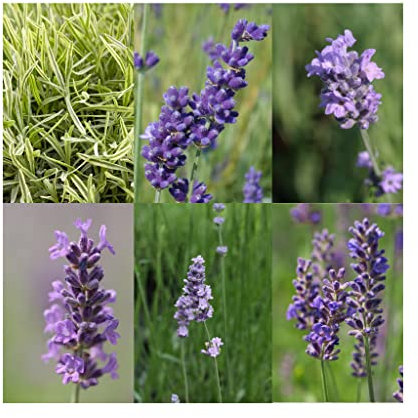 Lavender Collection Plants 6 Established in 9cm Pots- Start Your Sensory Garden here. Numerous Lavender Varieties - All Individually Labelled.