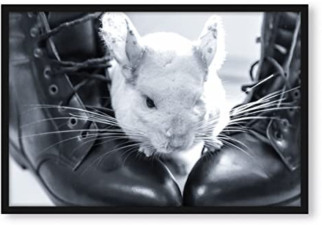 Pixxprint Chinchilla zwischen Schuhen, Poster im Bilderrahmen, Format: 80x60cm, Kunstdruck gerahmt