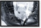 Pixxprint Chinchilla zwischen Schuhen, Poster im Bilderrahmen, Format: 80x60cm, Kunstdruck gerahmt
