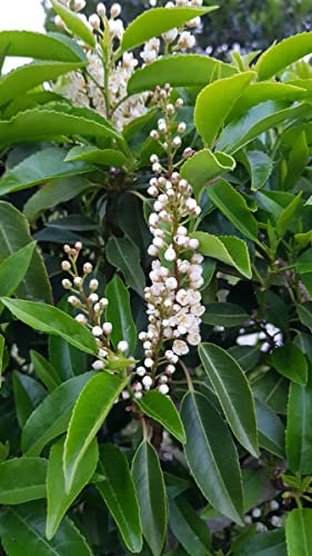 Prunus lusitanica/Laurier du Portugal/Conteneur de 7 à 10 litres
