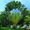Haloppe 150 Pz Cycas Piante Semi per Giardino Domestico Piantare, Cycas Semi Rare Pianta Tropicale Semi di Piante Perenni per Parterre Semi