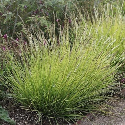 Plant Theory Moor Grass Sesleria Autumnalis Outdoor Ornamental Plant 2L Pot