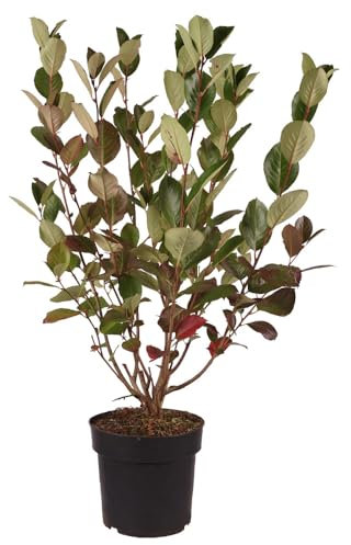 Aronia, Apfelbeere, Viking, dunkle Beeren, Zierstrauch, vitaminreich, pflegeleicht, winterhart, Gartenpflanze, Beerenstrauch, Herbstfärbung
