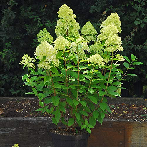 Hydrangea Plant with Large Flowers and Blooms Most Drought Tolerant Hydrangea with Flowers That Change Colour Over Time, 1 x Potted Hydrangea Limelight Plant by Thompson and Morgan