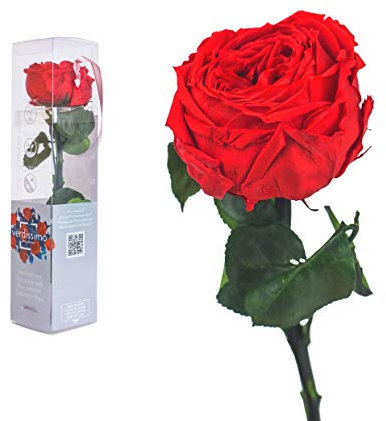 Ewige Rose 27 cm Rose Rot, Konservierte Rose mit Stiel und Blättern - Rosen, gefriergetrocknet, preserved haltbare rose, Rosen ewig haltbar, infinity rosen, Ewig blühende Rose (Rot 27 cm)