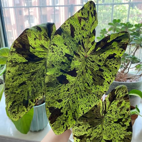 20 pz Semi resistenti della pianta dell'orecchio di elefante piante da appartamento semi piante da giardino Colocasia gigantea semi di piante piante da ufficio Piante decorative da