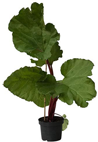 Rhabarber Pflanze Holsteiner Blut beliebte rotstielige Sorte milder Geschmack Staude im 2 Liter Topf