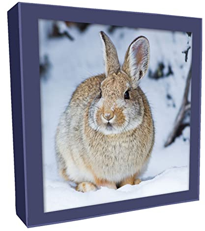 Box of 8 Photographic Rabbit & Deer Christmas Cards In 2 Designs Boxed Cards XCPS001