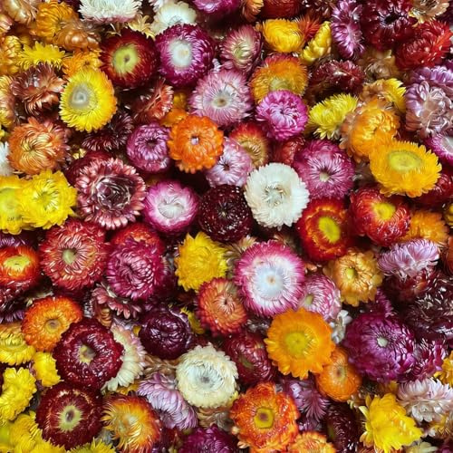 Getrocknete Gänseblümchen, ca. 110 Stück Echte Sonnenblumen Chrysanthemen, Köpfe Naturgerbera, Trockene Blumenköpfen, Kunsthandwerk Blumendekor, für Boho-Zuhause, Bastelarbeiten