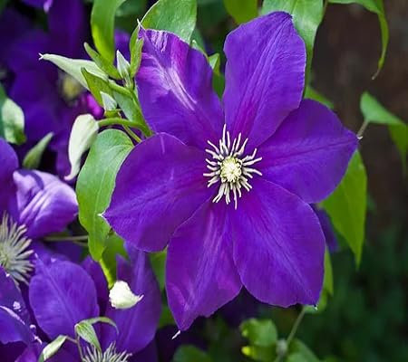 50 Stück Clematis Blumensamen lila