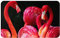 LAMAME Flamants roses sur fond noir imprimé intérieur paillasson doux intérieur extérieur tapis lavable entrée tapis