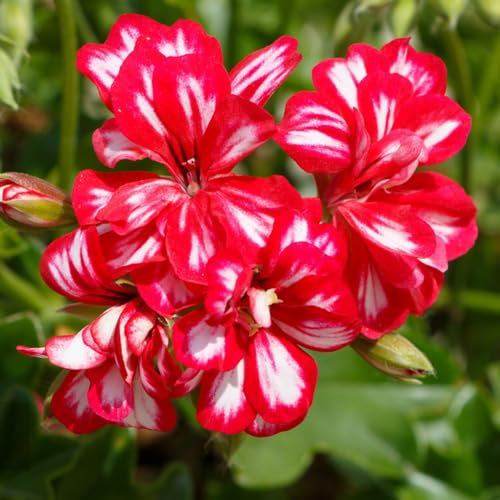 20 pcs geranien pflanzen winterhart samen - gewächshaus balkon geranie,Pelargonium hortorum, zimmerpflanzen hochbeete für garten bodendecker kräutergarten geschenk dekoration