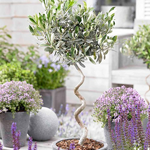 Olive Tree - Twisted Stem - Standard Tree - 60-70cm Tall - Supplied in A 17cm Nursery Pot - by Suttons