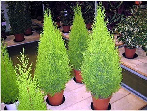 Portal Cool 50pcs di vendita Caldo Alberi di Zypressen Garten Home DIY Koniferen Bonsai Lebensbaum