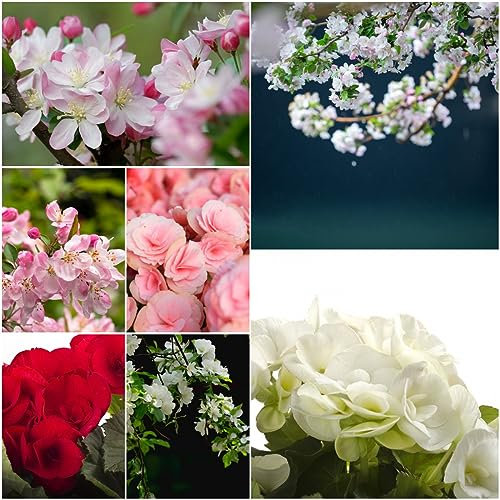 100 pcs begonien hängend begonie samen - wildblumensamen mehrjährig,Malus spectabilis,begonia bloom bienenfreundliche blumensamen bonsai topf baumsamen pflanzenkübel schmetterlingsflieder