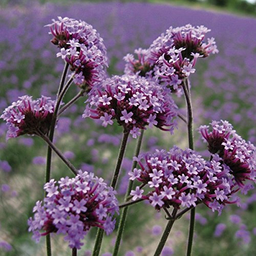 Kings Seeds - Verbena bonariensis - 250 Semi