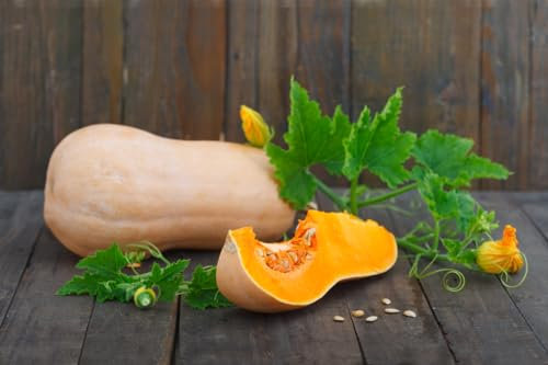 15 Samen Butternut Kürbis Waltham Vegetable Gemüse Squash Seeds Garten Pflanzen