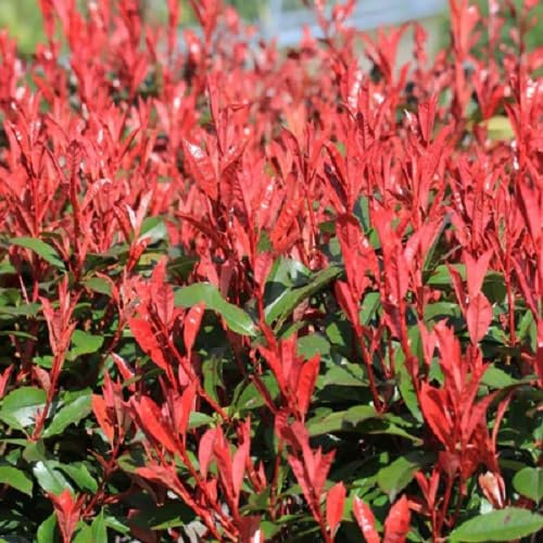 65 semillas de la planta Photinia roja