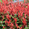65 semi di pianta di Photinia rossa