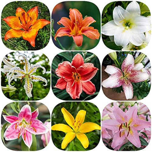 Lilien Zwiebeln Winterhart Mix - Seltene Pflanzen Serie - Winterharte Kübelpflanzen Lilie Deko Pflanze Garten Blumen Geschenke Für Gartenfreunde Geschenk 5 Stück