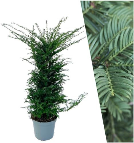 Plants by Frank | 20 Extra Große Eibe Pflanzen für 10 laufende Meter Hecken | ↨ 100-125 cm im 15 Liter Topf | Taxus baccata | Heckenpflanzen | Heckenpflanzen Winterhart immergrün | Sichtschutz garten