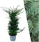 Plants by Frank | 20 Extra Große Eibe Pflanzen für 10 laufende Meter Hecken | ↨ 100-125 cm im 15 Liter Topf | Taxus baccata | Heckenpflanzen | Heckenpflanzen Winterhart immergrün | Sichtschutz garten