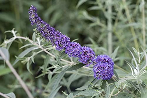 Buddleja davidii 'Nanho Blue' 60–100 cm – Winterhart, Mehrjährig, Pflegeleicht – Schmetterlingsflieder – Zierstrauch für Garten & Beet