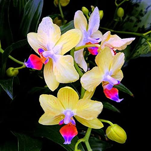 Haloppe 100 Unids Flores de Orquídeas Semillas de Plantas para la Plantación de Jardín en el Hogar, Semillas de Orquídeas Raras Cymbidium Flower Plant Home Office Garden Bonsai Decor Un