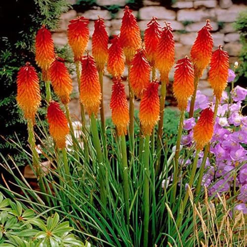 50 pezzi bellissimi semi di fiori di giglio di torcia di poker rosso caldo Kniphofia Uvaria semi di giardinaggio da giardino per piantare ora