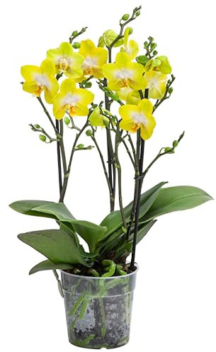 Dehner Schmetterlingsorchidee Arezzo, Phalaenopsis cultivars, dreitriebig, gelb-weiße Blüten, 50 cm inkl. Pflanztopf, Ø Topf 12 cm, Zimmerpflanze