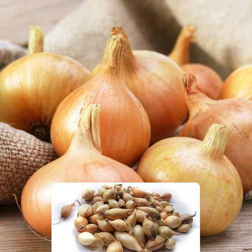 250g Senshyu Onion Set – Cultivated for UK Gardeners & Climate Conditions - Reliable Harvest for Your Kitchen Garden