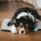 Manuly Hundedecke für unterwegs, Set aus Hundematte selbstaufblasend, kühlendem wasserabweisenden Bezug und Tragetasche, waschmaschinentauglich, Bezug kann gewechselt Werden, 80x60x3,5cm, 760g