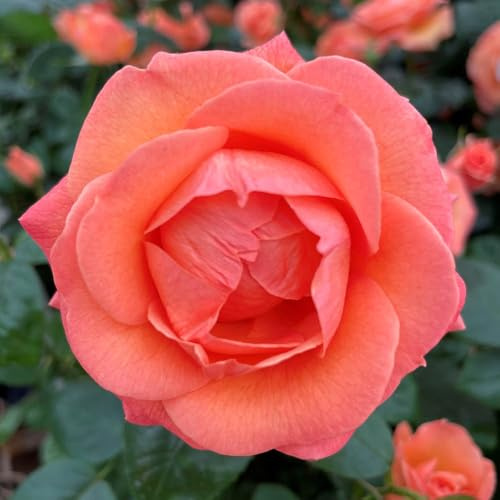 YouGarden Harkness Roses Brenda's Rose, Floribunda Established 4 Litre Pot Orange Fragrant Repeat Flowering Garden Plant
