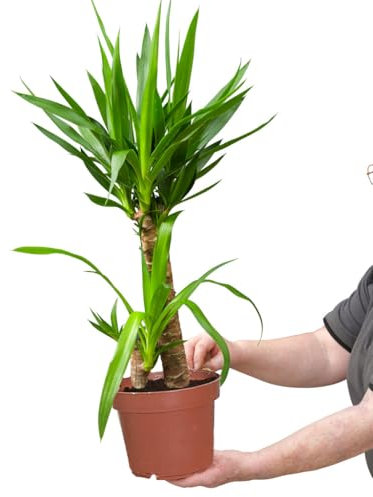 Zimmerpalme Yucca Palme | robuste Pflanze mit 2 Stämmen im 16–17 cm Topf | 60–70 cm hoch | pflegeleicht & dekorativ | ideal für Büro, Wohnzimmer & helle Standorte | Yucca elephantipes | Green Me Up