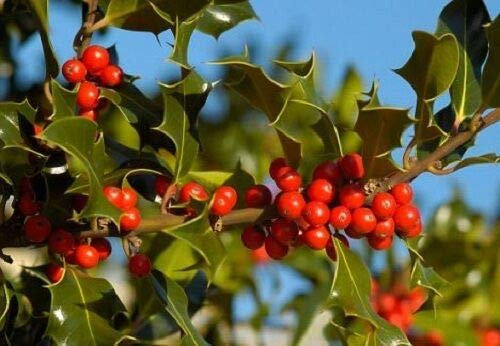 Risala Ilex Aquifolium Stechpalmenstrauch Hecke, Weihnachten, 25 Samen