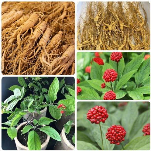 GinsengSamen, Panax Ginseng, winterharte für garten kräuterpflanzen kräutergarten heilkräuter nachhaltige produkte wildkräuter 80pcs