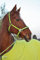 LEXA Eskadron Halfter Warmblut