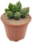 Fangblatt - Adromischus marianiae f. herrei cv. Lime Drop - erfrischendes Dickblatt - exotische und pflegeleichte Sukkulente